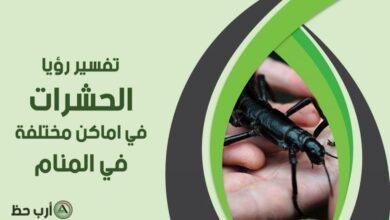 insects in dream by places 1024x614 390x220 - تفسير حلم دخول حشرات في الاذن