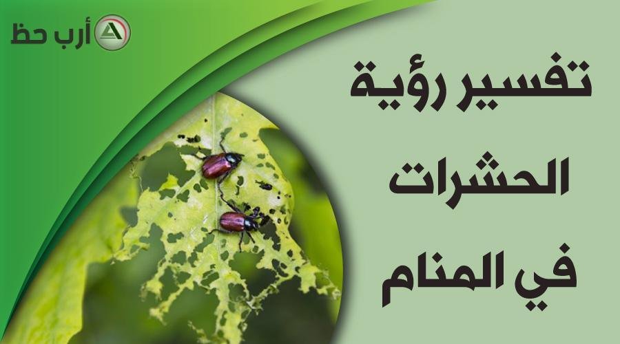 insects in dream - تفسير حلم مطر حشرات