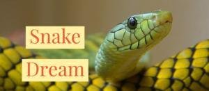 interpretation of a dream about a snake for a married man 300x131 - تفسير حلم زوجي يمسك ثعبان