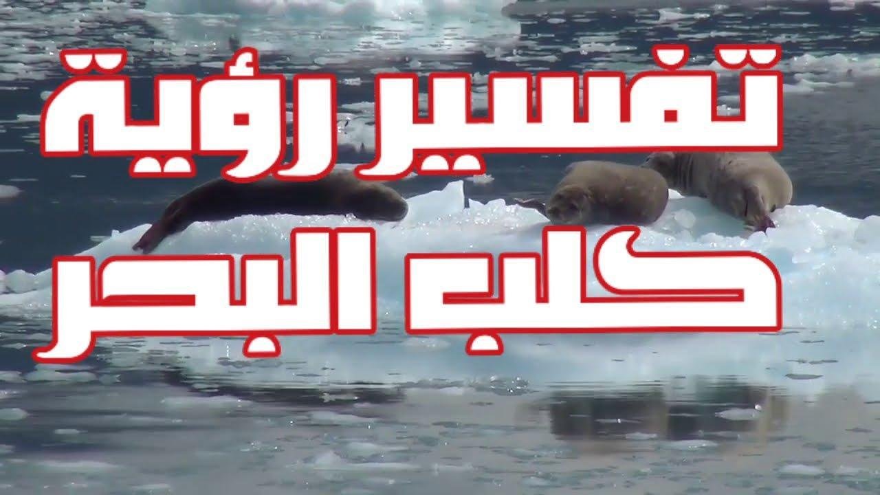 maxresdefault - تفسير حلم كلب في البحر