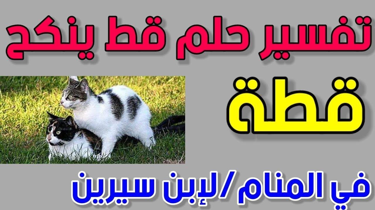 maxresdefault.jpg665c8035e2c5c - تفسير حلم قط ينكح قطة