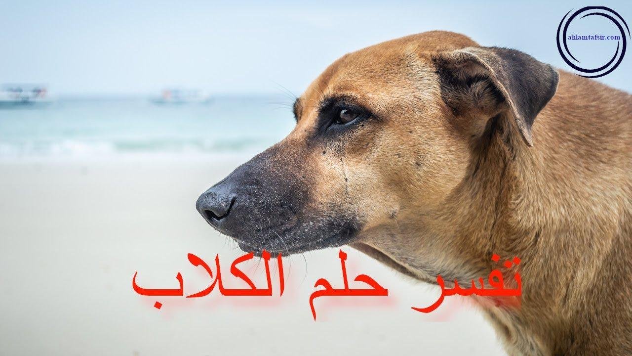 maxresdefault.jpg665cb3019f2bc - تفسير حلم كلاب تهاجمني للرجل المتزوج