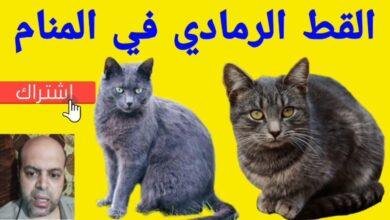 maxresdefault.jpg665e106d9eac8 390x220 - تفسير حلم قطة رمادية صغيرة