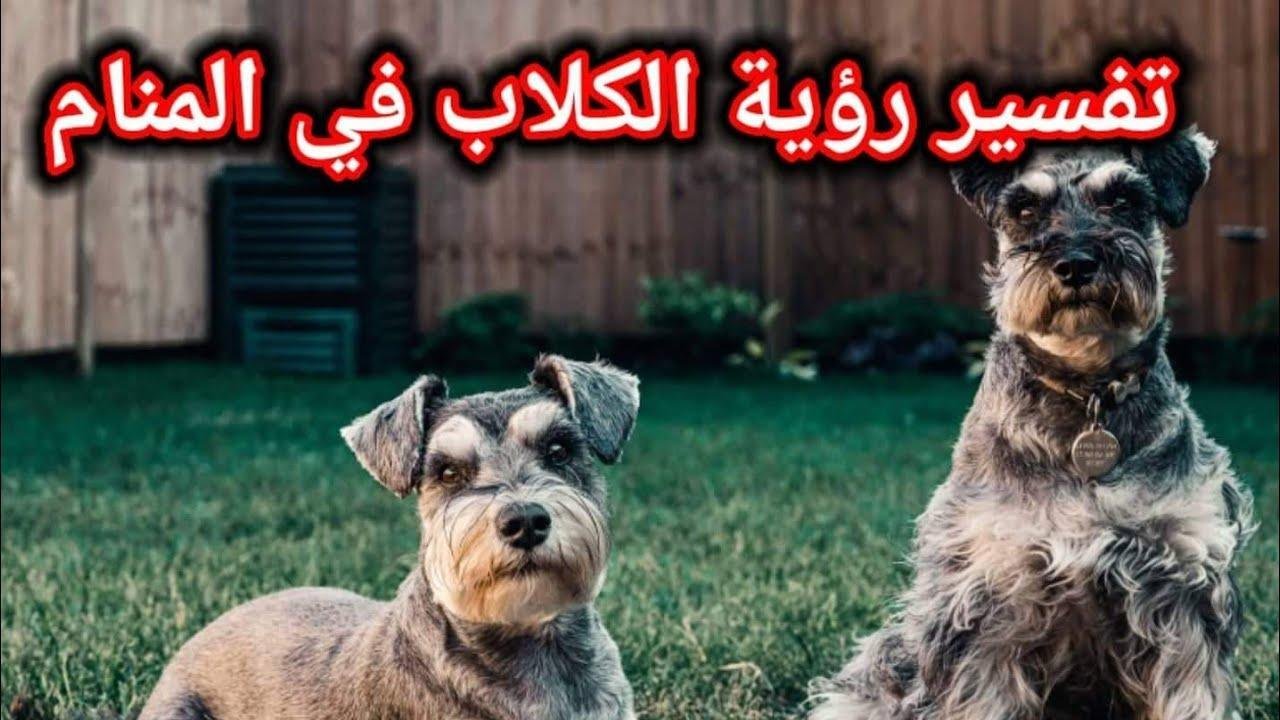 maxresdefault.jpg665e34aea8c99 - تفسير حلم قتال كلاب