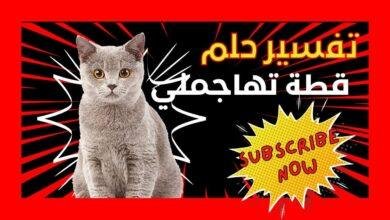 maxresdefault.jpg6660e01a700fa 390x220 - تفسير حلم ثلاث قطة تهاجمني