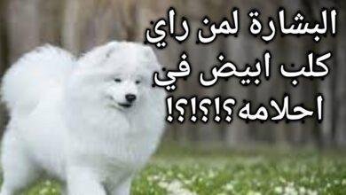 maxresdefault.jpg666ee34b6d4fb 390x220 - تفسير حلم كلاب صغيرة بيضاء