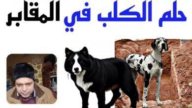 maxresdefault.jpg6672a77cf1b43 390x220 - تفسير حلم كلاب في المقابر