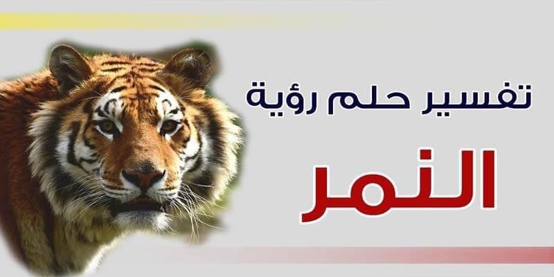 most important 5 explanations see tiger dream - تفسير حلم نمر ياكل قطه