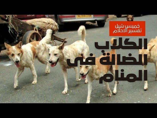 sddefault.jpg665e9516946bb - تفسير حلم كلاب ضالة