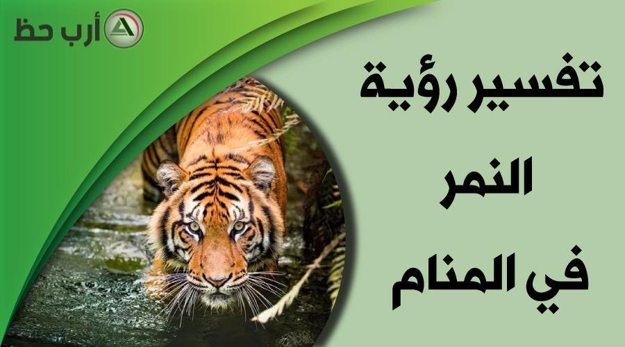 tiger in dream - تفسير حلم نمر ياكل قطه