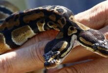 127 160340 two headed snake causes stir germany 700x400 1 220x150 - تفسير حلم ثعبان يخرج من جسمي