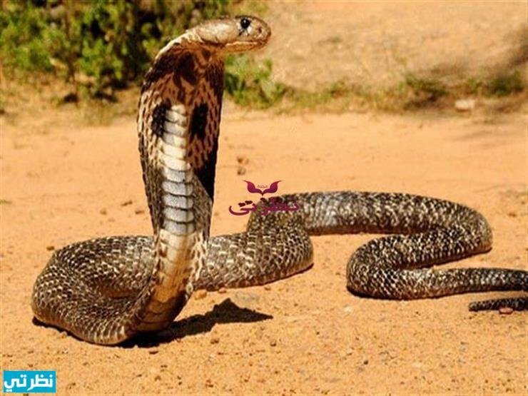 2018 7 5 20 28 37 985 - تفسير حلم خروج ثعبان من القدم