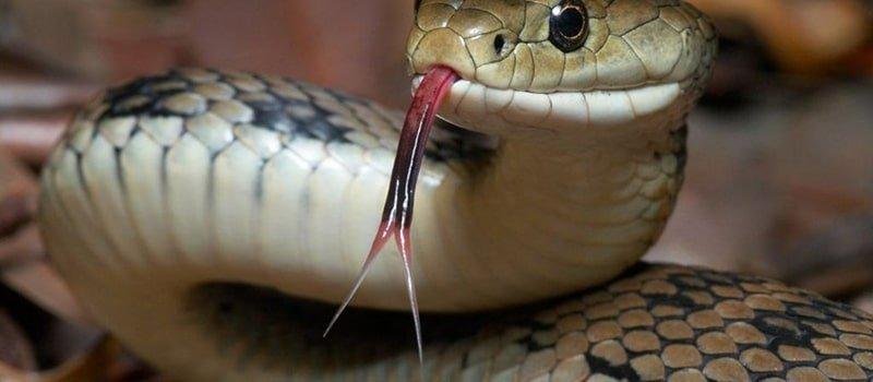 interpretation dream snake 4 interpretations elders interpretation sayings.jpg66d2c4a09c540 - تفسير حلم ثعبان ذو وجهين