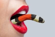 snake enter body 220x150 - تفسير حلم ثعبان طويل اسود