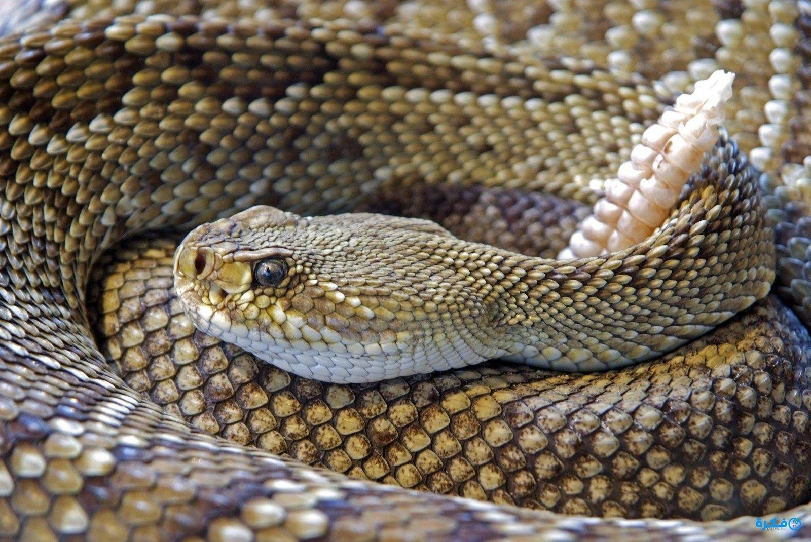 snake rattlesnake reptile skin.jpg66674d58c28e1 - تفسير حلم تربية ثعبان في البيت