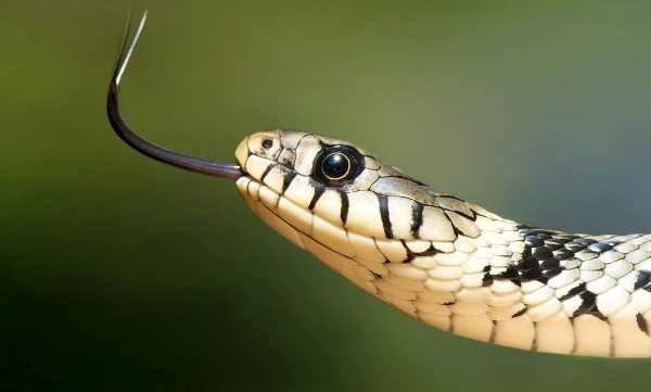 what does it mean if you dream about snakes - تفسير حلم دهس افعى