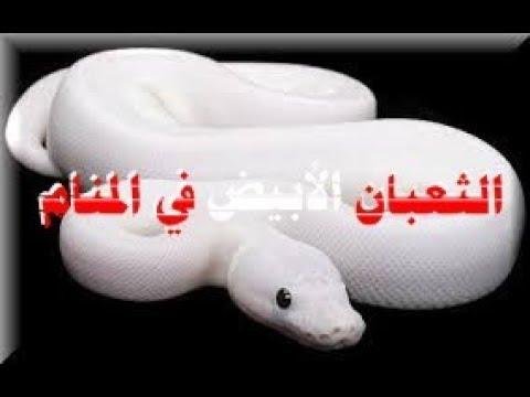 11997 3 - تفسير حلم ثعبان شفاف