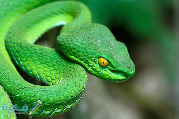 green snake.jpg66f49c144817d - تفسير حلم ثلاث ثعابين للحامل
