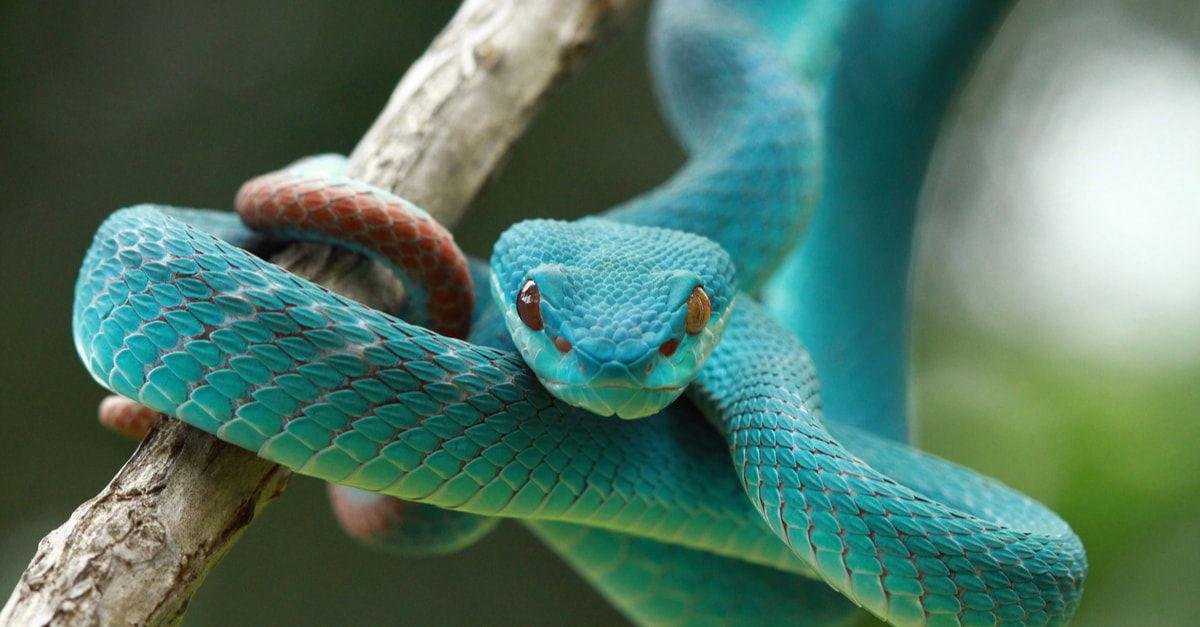 ichqweebldp88 article - تفسير حلم ثعبان يبتلع زوجي
