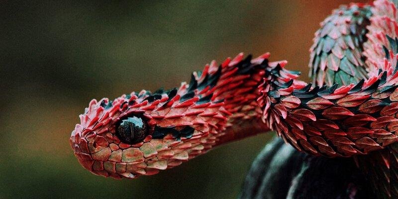 learn more case explain dream snake.jpg66ef97fcdf7c5 - تفسير حلم ثعبان ملون كبير