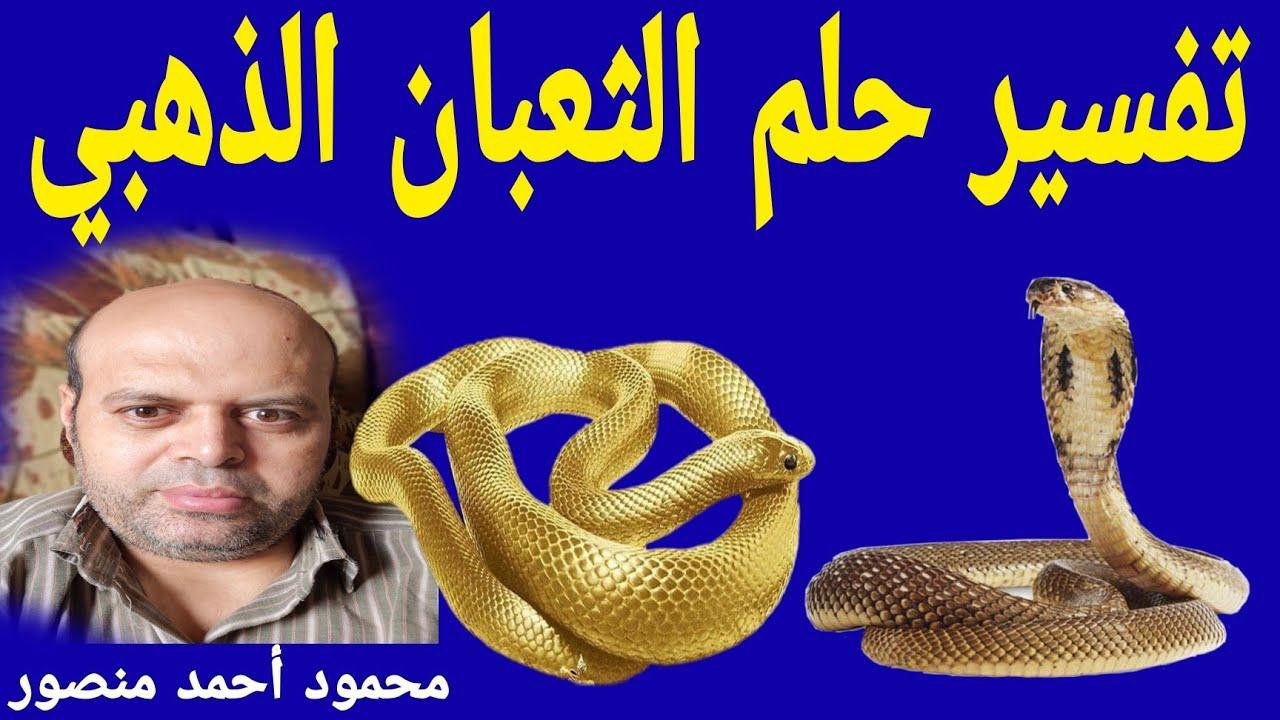 maxresdefault.jpg66f35440962e9 - تفسير حلم ثعبان ذهبي يلاحقني للعزباء