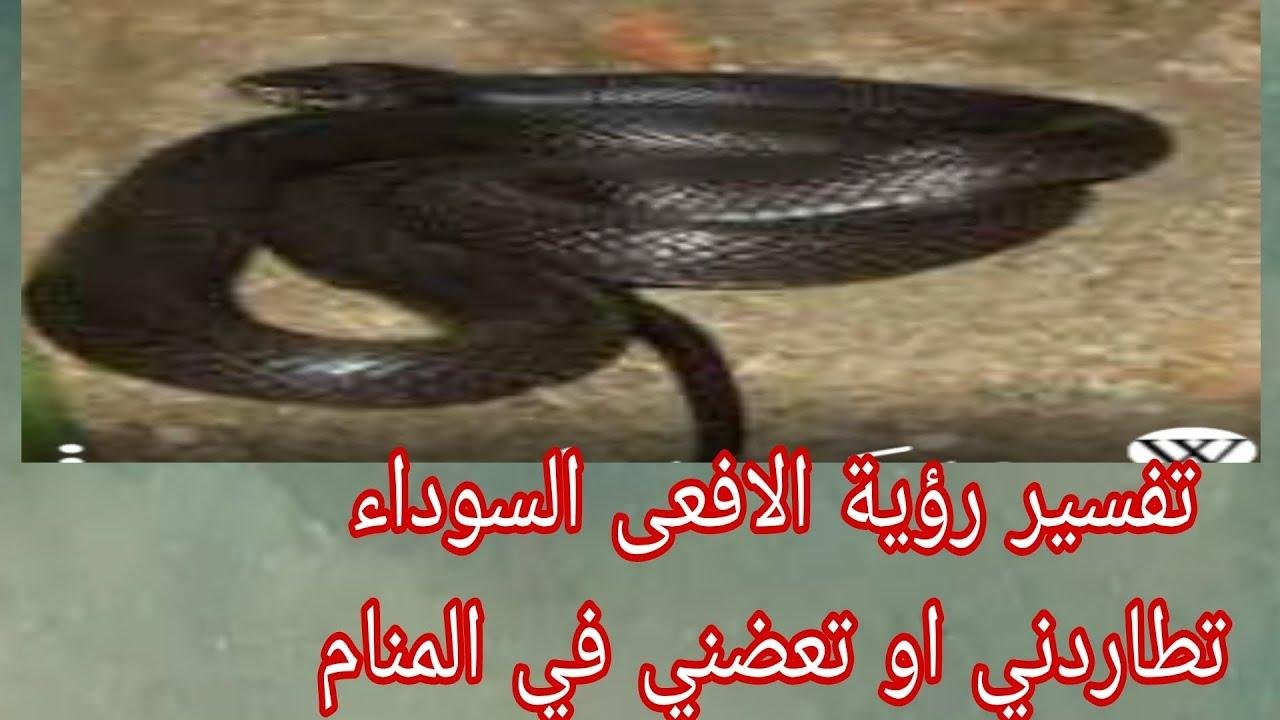 maxresdefault.jpg66f6ba48ae2db - تفسير حلم افعى سوداء تعضني