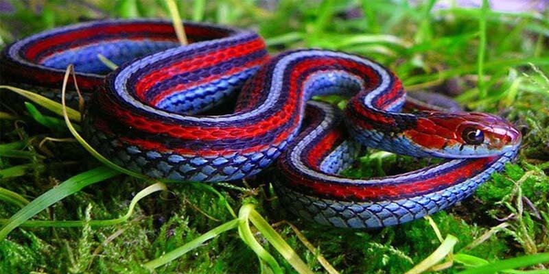 most important 9 explanations see snake dream.jpg66ef97f805e9c - تفسير حلم ثعبان ملون كبير