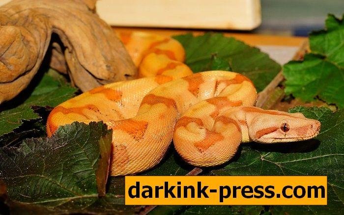 orange snake dream meaning - تفسير حلم ثعبان برتقالي اللون