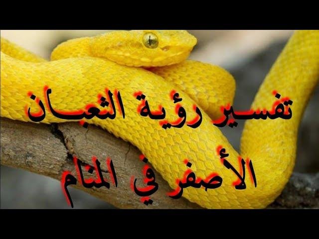 sddefault - تفسير حلم ثعبان طويل اصفر