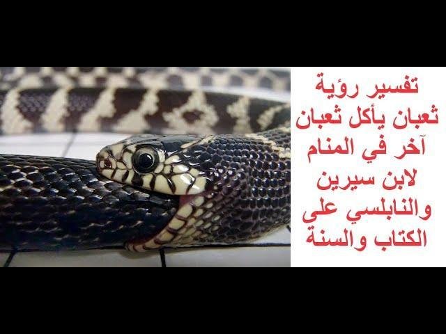 sddefault.jpg66343b4d156f7.jpg66ec4c5696884 - تفسير حلم ثعبان كبير يأكل ثعبان صغير