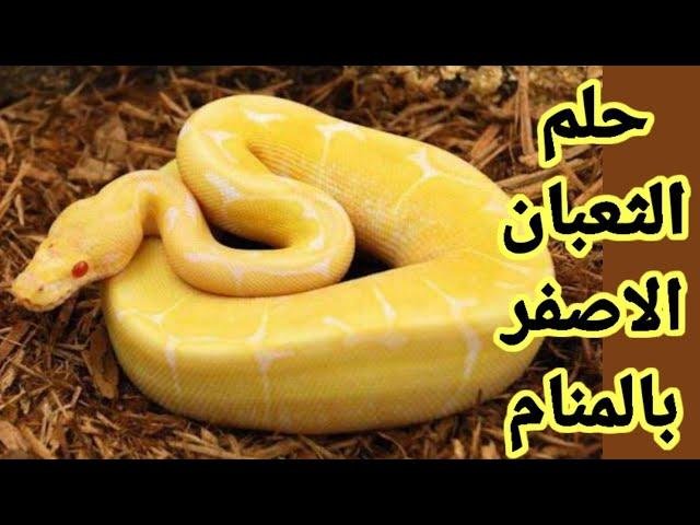 sddefault.jpg66f3373ec8a50 - تفسير حلم هجوم افعى صفراء