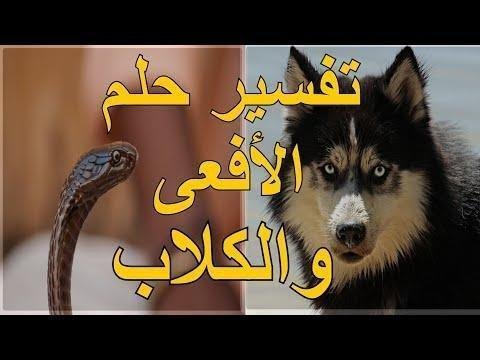 hqdefault.jpg6664179fb763c - تفسير حلم افعى وكلب