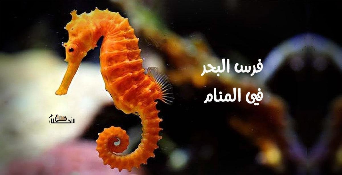 25D8 25A3 25D8 25AD 25D9 2584 25D8 25A7 25D9 2585 19 - تفسير حلم حصان يسبح في البحر: رموز وأسرار