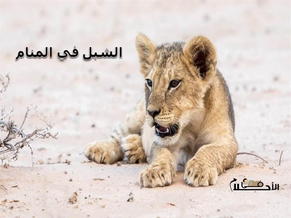 شبل الأحلام: تفسير شراء أسد صغير في المنام 25D8 25A7 25D9 2584 25D8 25B4 25D8 25A8 25D9 2584  25D9 2581 25D9 258A  25D8 25A7 25D9 2584 25D9 2585 25D9 2586 25D8 25A7 25D9 2585 - شبل الأحلام: تفسير شراء أسد صغير في المنام