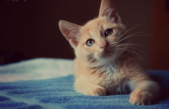 تفسير حلم قطة كبيرة للعزباء: رموز خفية تكشفها! 25D8 25A7 25D9 2584 25D9 2582 25D8 25B7 25D8 25A9 25D9 2581 25D9 258A 25D8 25A7 25D9 2584 25D9 2585 25D9 2586 25D8 25A7 25D9 2585 e1664267068647.jpg688ae5eb7b4d9 - تفسير حلم قطة كبيرة للعزباء: رموز خفية تكشفها!