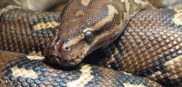 25D8 25AA 25D9 2581 25D8 25B3 25D9 258A 25D8 25B1  25D8 25AD 25D9 2584 25D9 2585  25D8 25AB 25D8 25B9 25D8 25A8 25D8 25A7 25D9 2586.jpg66814868915e1 - تفسير حلم ثعبان بيني وبين زوجي: رموز خفية؟