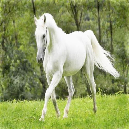 25D8 25AD 25D8 25B5 25D8 25A7 25D9 2586  25D8 25A3 25D8 25A8 25D9 258A 25D8 25B6 - تفسير حلم حصان ابيض يركض: ما السر وراءه؟