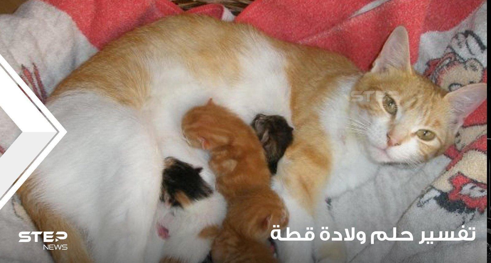 25D8 25AD 25D9 2584 25D9 2585  25D9 2582 25D8 25B7 25D8 25A9.jpg664dfc77a41e6 - تفسير حلم قطة ولدت اربع قطط: رمزٌ للحياة الجديدة؟