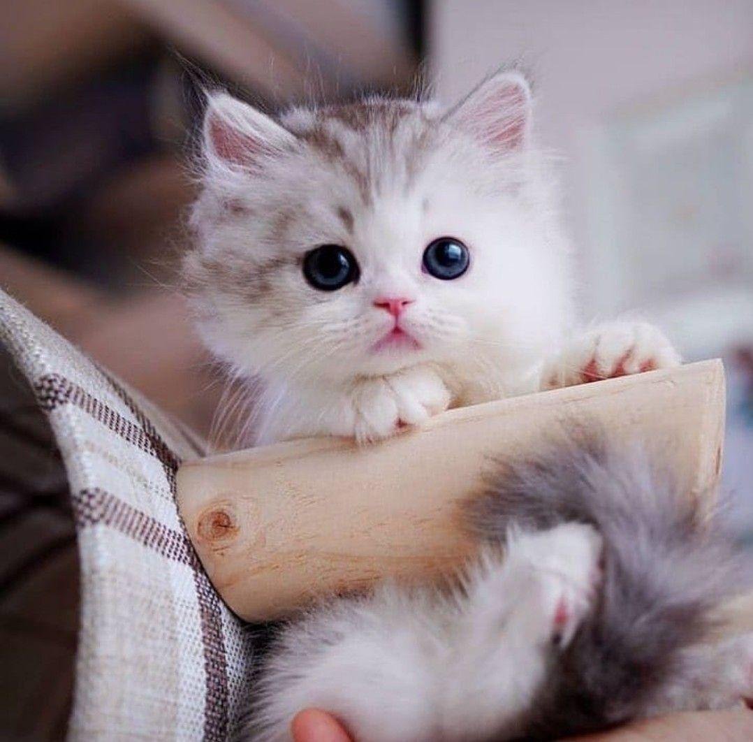 25D9 2582 25D8 25B7 25D8 25B7  25D8 25B5 25D8 25BA 25D9 258A 25D8 25B1 25D8 25A9  25D9 2581 25D9 258A  25D8 25A7 25D9 2584 25D9 2585 25D9 2586 25D8 25A7 25D9 2585.jpg66551c9475a72.jpg688bd57c30793 - تفسير حلم هدية قطة بيضاء للعزباء: رمزٌ غامض؟