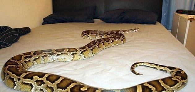 25D9 2585 25D8 25A7  25D8 25AA 25D9 2581 25D8 25B3 25D9 258A 25D8 25B1  25D8 25B1 25D8 25A4 25D9 258A 25D8 25A9  25D8 25A7 25D9 2584 25D8 25AB 25D8 25B9 25D8 25A8 25D8 25A7 25D9 2586  25D9 2581 25D9 258A  25D8 25A7 25D9 2584 - تفسير حلم افعى على السرير: رسائل خفية؟