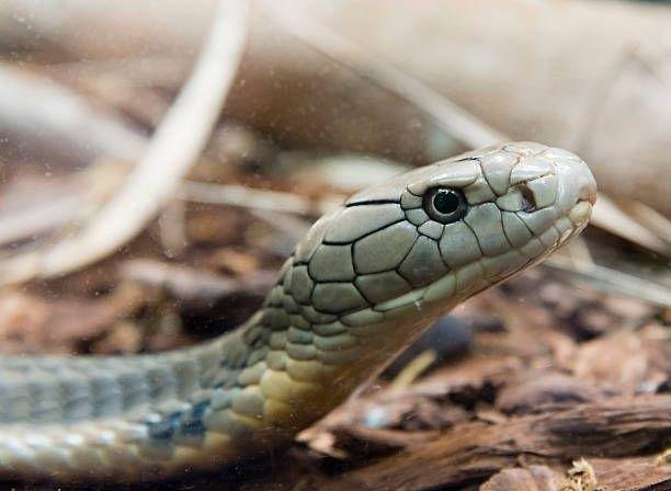 تفسير حلم ثعبان خلف ظهري: رسائل خفية؟ 00967fbbf5 - تفسير حلم ثعبان خلف ظهري: رسائل خفية؟