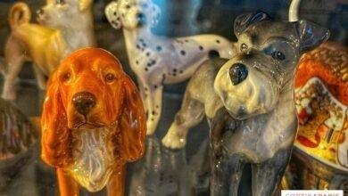 11228 d8aad981d8b3d98ad8b1 d8add984d985 d8a5d8b7d8b9d8a7d985 d983d984d8a7d8a8 d8acd8a7d8a6d8b9d8a9 d8b1d985d8b2 d8a7d984d8b9d8b7d8a7d8a1 d981 390x220.jpg6889caf698d7f - تفسير حلم كلب جائع: رموز خفية تكشفها النفس