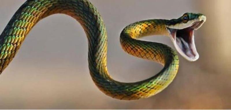 1123208 17062923943188001.JPG68865a3b7e1a8 - تفسير حلم ثعبان وقتله: رموز  الخوف والانتصار