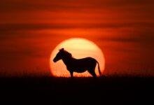 تفسير حلم كلاب وذئاب: رموز خفية تكشفها النفس