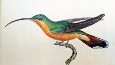 تفسير حلم افعى ذات ثلاثة رؤوس: رموز متشابكة