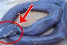 تفسير حلم ثعابين صغيرة للعزباء: رموز خفية؟