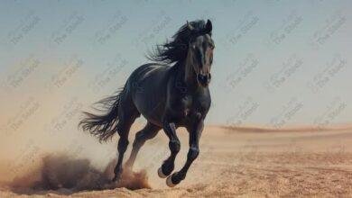 تفسير حلم ركوب على حصان: أسرارٌ من عالم الأحلام