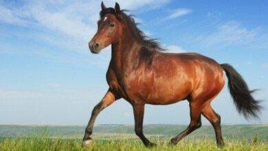 تفسير حلم حصان بني للعزباء: رموز وأسرار