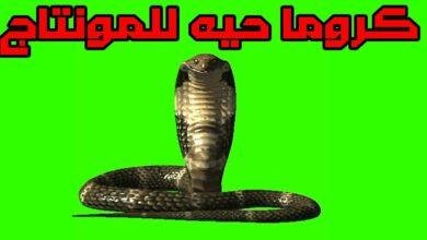تفسير حلم ثعبان اخضر يهاجمني: رموز خفية؟