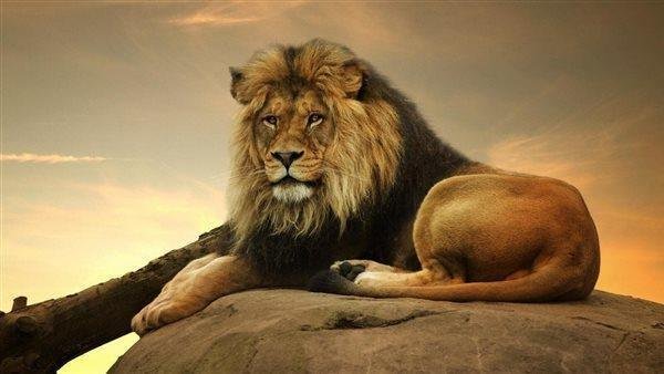 137.jpg6649c7943dd34 - الأسد الأبيض في المنام: رحلة كشف رمزية